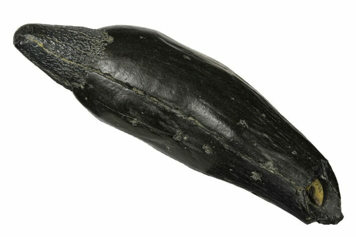 Fossil Sperm Whale (Scaldicetus) Tooth - South Carolina #175999